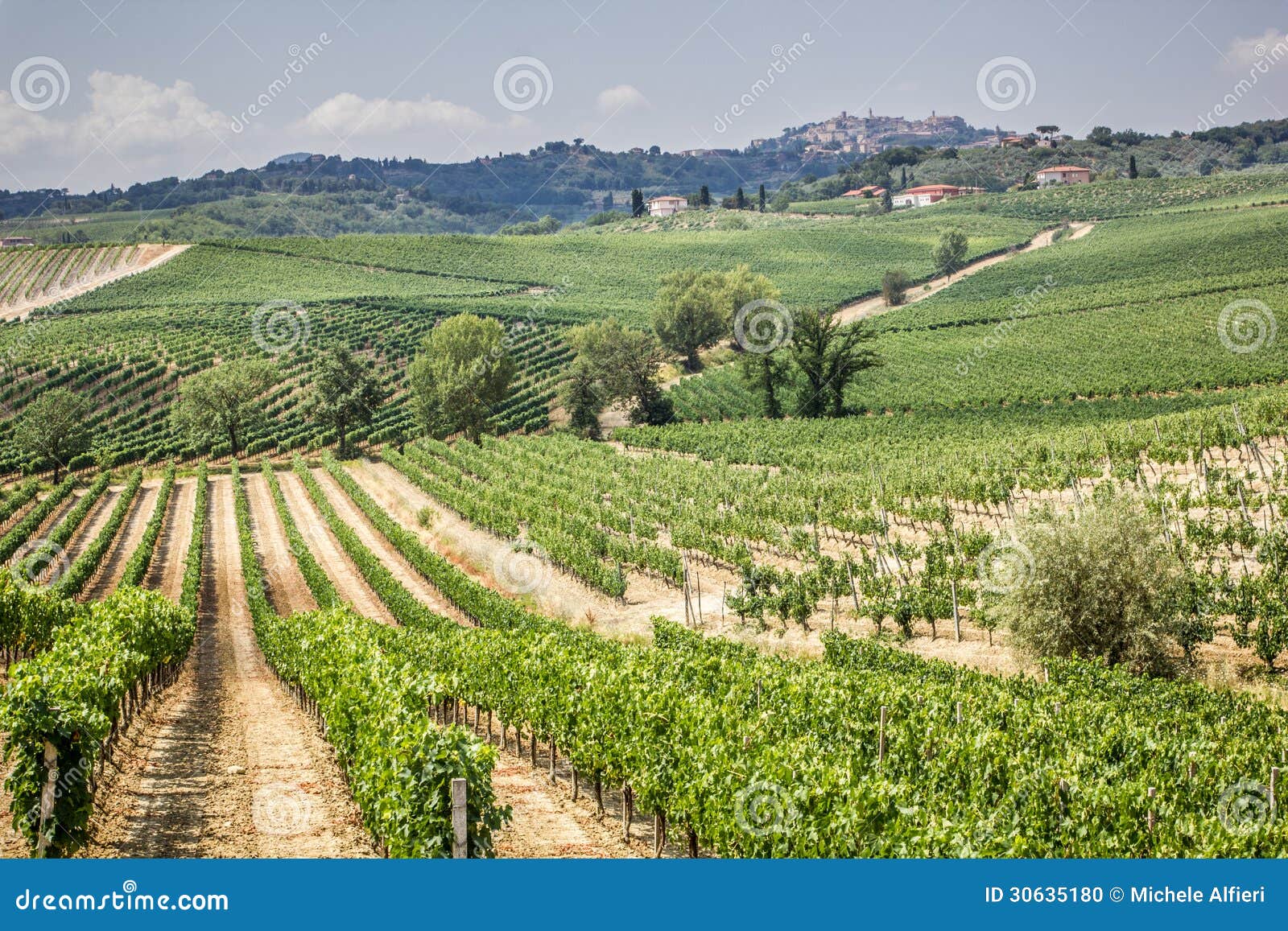 vineyard in the area of Ã¢â¬â¹Ã¢â¬â¹production of vino nobile, montepulciano, italy